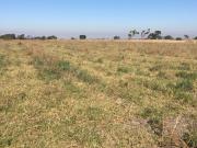 Summer active perennial pastures at Yanget in early December
