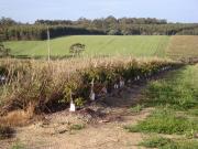 New avocado planting showing irrigation line, emitters and natural wind-break option