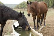 One horse drinking at a water trough as another horse stands nearby.
