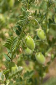 Closeup of a chickpea plant showing green pods