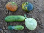 Cucumber, squash and melon fruit infected with ZYMV