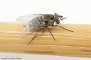 Stable fly is an aggravating insect with sharp mouthparts that are used to bite animals and draw blood.