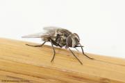 Stable fly is also known as biting fly due to its sharp mouth parts.