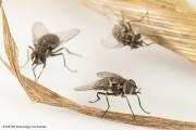 Stable fly is an aggravating pest that seeks animal blood for its life cycle.