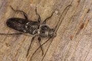 An EHB beetle on a pine wood.