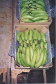 Bananas packed and ready for market.