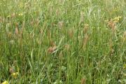 A mixed pasture with barley grass and silvergrass seed heads