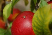 Medfly on fruit