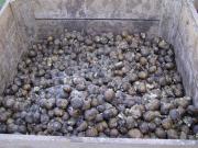 Bin of potatoes which have broken down and rotted after harvest