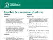 A picture of the Essentials for a successful wheat crop photo