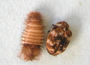Carpet beetle adult an larva