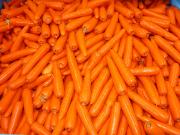 Western Australian carrots