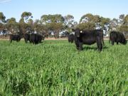 Angus heifers grazing in a paddock of cereal crop