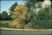 Banksia speciosa later confirmed as infected with Phytophthora cinnamomi
