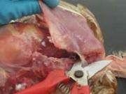 Visualising the air sacs while removing keel or pectoral muscle