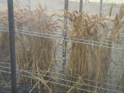 Wheat being tested for pre harvest sprouting tolerance in Esperance