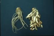 Distorted and swelling roots of cauliflower plants, which have been affected by clubroot disease (right of picture).  Normal healthy roots of cauliflower, with no swellings or distortions are shown on left of picture.