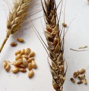 Weather affected wheat grain capable of harbouring mycotoxins