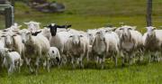 Dorper ewes and lambs