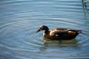 Wild duck on pond