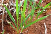 Early yellow spot disease on young wheat seedlings