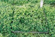 Early vegetative pastures show branching and thickening and are of very high quality and digestibility