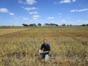 DPIRD Researcher Martin Harries inspecting plots desiccated at different times.