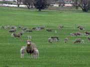 Merino ewe with poll dorset twins in a paddock.