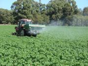 Applying fertilisers after planting to potato crops on sands