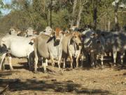 Fertility-selected Brahman herd on the Ord-Victoria plain.