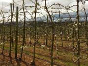 First Flowers on Cripps Pink, under netting in Manjimup