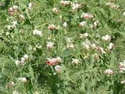 Flowering field pea crop