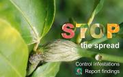 banner Stop citrus gall wasp