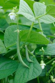 Green beans have white flowers 