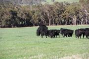 Angus heifers with angus bull serving one of the heifers