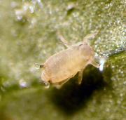 Aphid producing droplets of honeydew