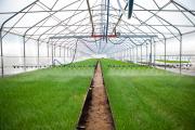 Greenhouse irrigation