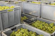 Grey crates with Chardonnay grapes at the pressoir in Hautvillers, France, in the Champagne region.