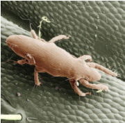 Pyemotes tritici straw itch mite