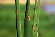 Rice blast symptoms on leaves