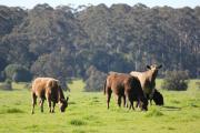 Murray Grey cattle grazing in a paddock