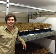 DAFWA research officer Jeremy Curry is leading research to help wheat growers better manage the risk of sprouting.