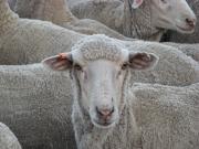 Sheep with an accredited NLIS ear tag and optional earmark  