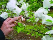 painting apple pollen - hand pollination