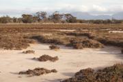 Saline vegetation on a waterway with the Stirling Ranges in the background