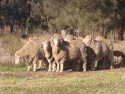 Use the National Sheep Health Declaration to minimise the risk of bringing home biosecurity risks with your new rams.