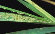 Russian Wheat Aphid wheat infestation