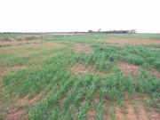 Salt-affected crop is often very patchy as growth is limited by salt in the ground
