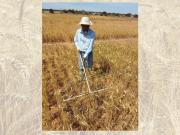 Research officer Shahajahan Miyan  in the continuous wheat trial in Merredin 