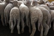 Unmarked Merino lambs in the yard